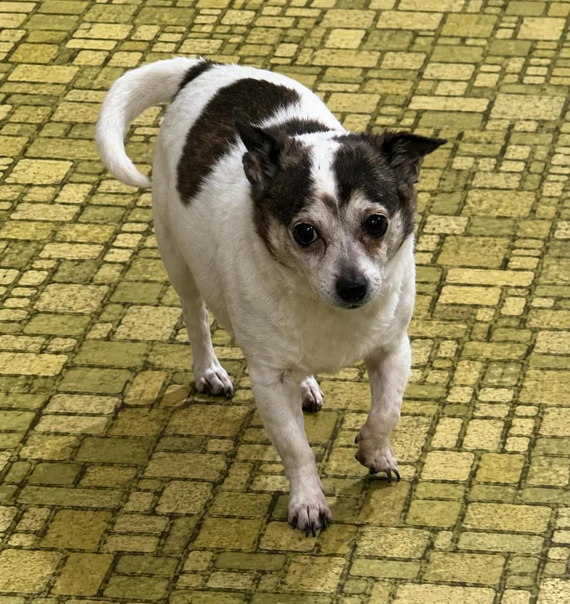 A senior small-sized female White / Cream Chihuahua dog named Brandy for adoption in Bethlehem, PA