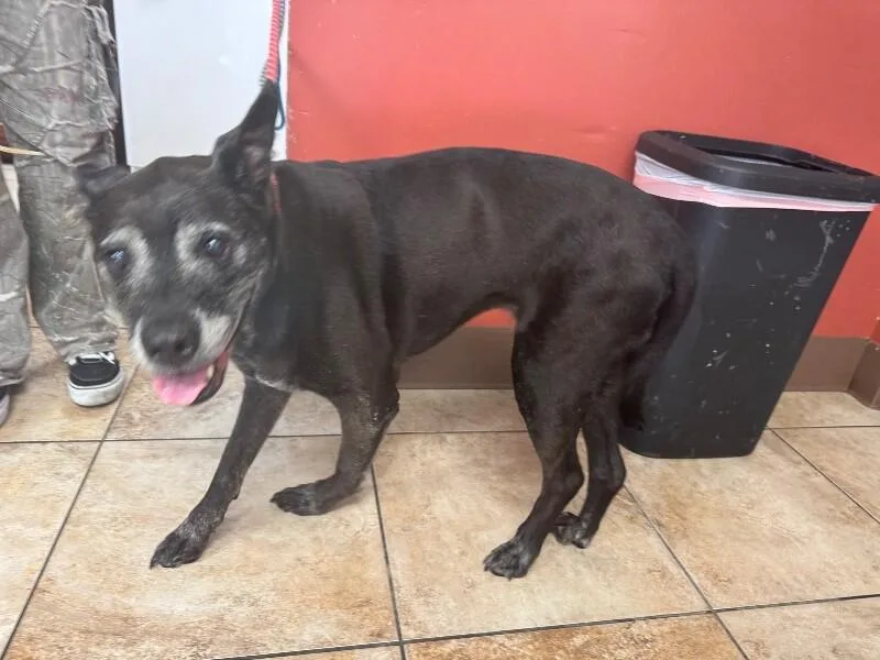 A senior large-sized female Black Mixed Breed dog named Old Lady for adoption in Cincinnati, OH