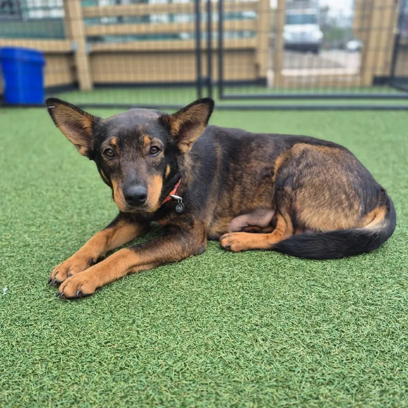 Buttercup thumbnail 2