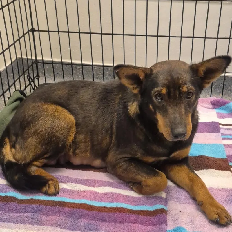 Buttercup thumbnail 3