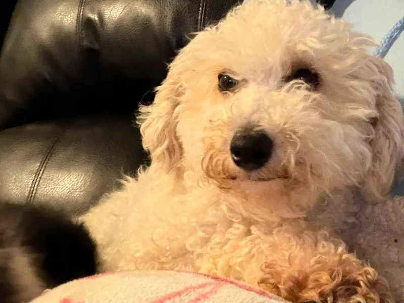 A young small-sized female White / Cream Bichon Frise dog named Penny for adoption in East Lansing, MI