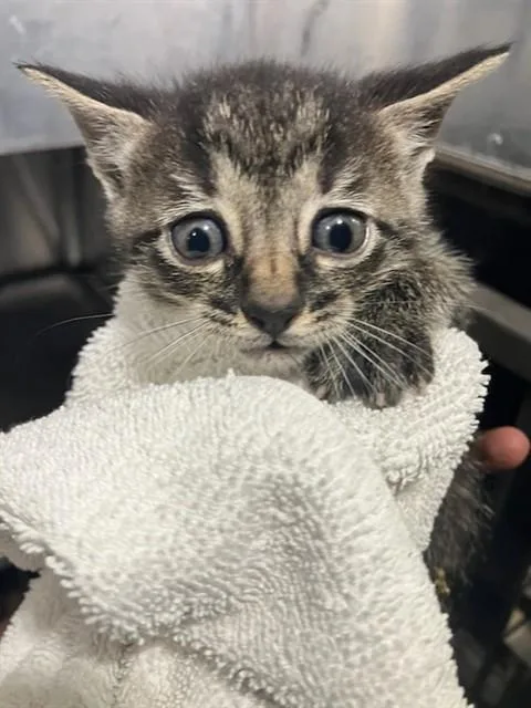 A baby small-sized male Domestic Short Hair cat named Jupiter for adoption in Dallas, TX
