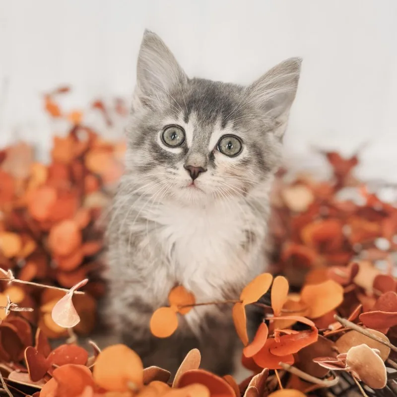 A baby small-sized female Domestic Medium Hair cat named Vegas for adoption in Brownsboro, AL
