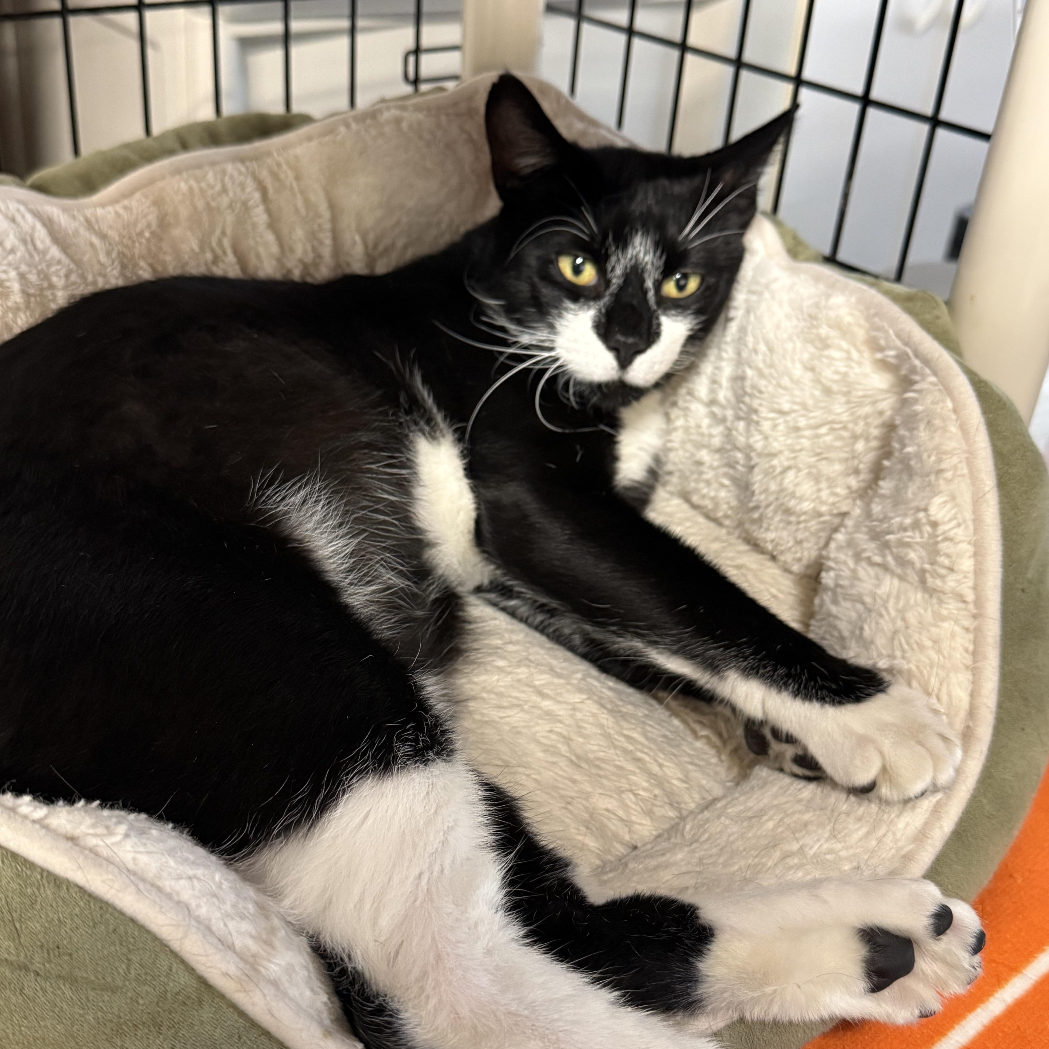 A young medium-sized male Black & White / Tuxedo Tuxedo cat named Chester for adoption in East Amherst, NY