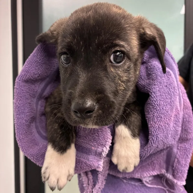 A baby small-sized female Black Terrier dog named Michelle for adoption in Abilene, TX