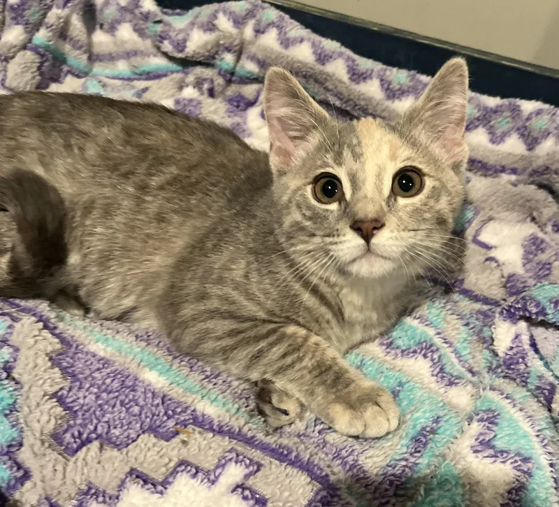 A baby medium-sized female Dilute Tortoiseshell Domestic Short Hair cat named Mylah for adoption in St. Clair, MI