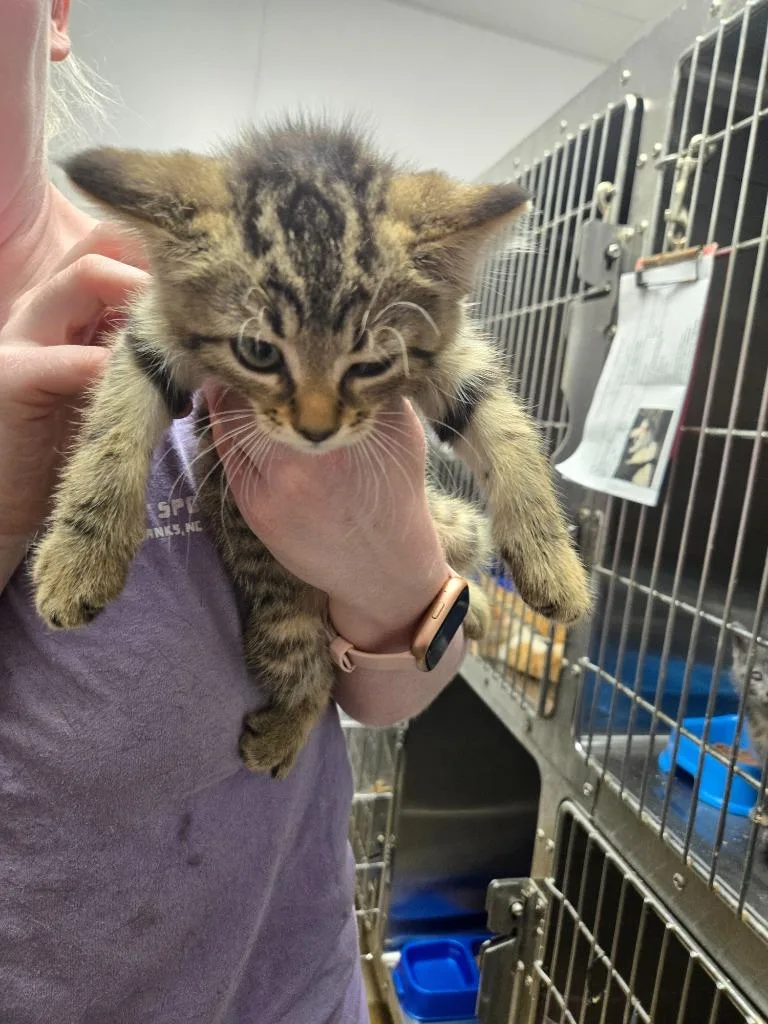 A baby medium-sized female Domestic Short Hair cat named Duck for adoption in Mount Gilead, NC