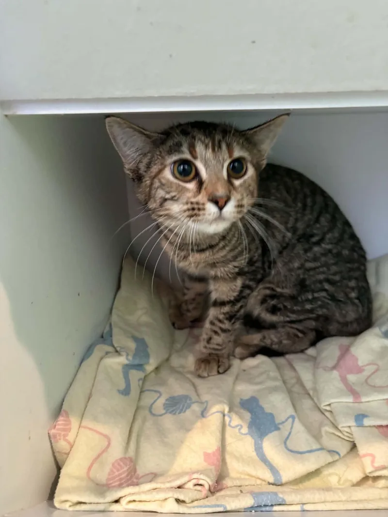 A young medium-sized female Tabby (Brown / Chocolate) Domestic Short Hair cat named Bonnie for adoption in Barboursville, WV