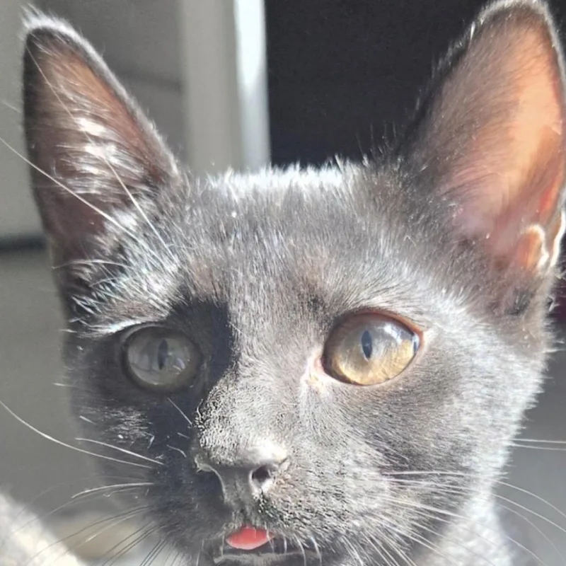 Piper