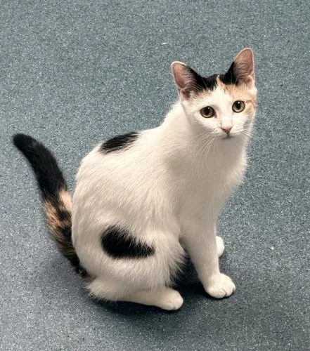 A young small-sized female Domestic Short Hair cat named Brie for adoption in St. Johnsbury, VT