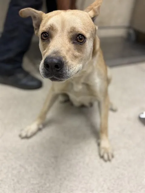 An adult large-sized female German Shepherd Dog dog named Jessie for adoption in Riverside, CA