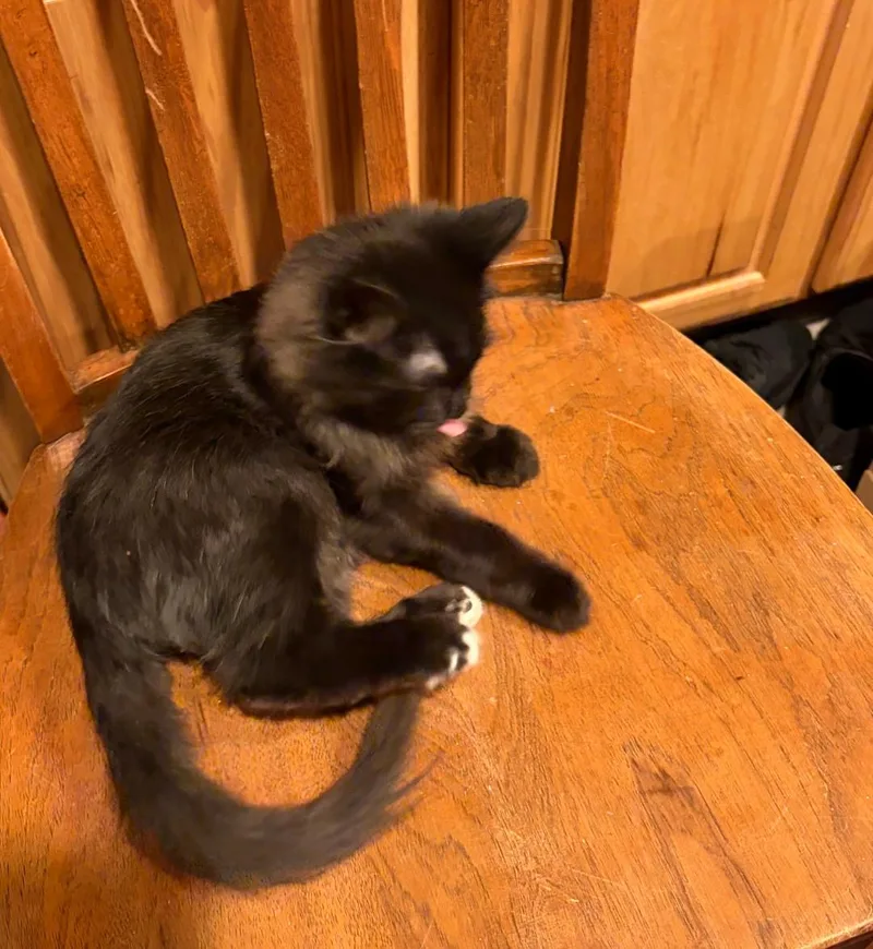 A baby medium-sized male Black Domestic Long Hair cat named Licorice for adoption in Vacaville, CA