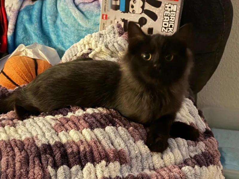 Licorice thumbnail 2