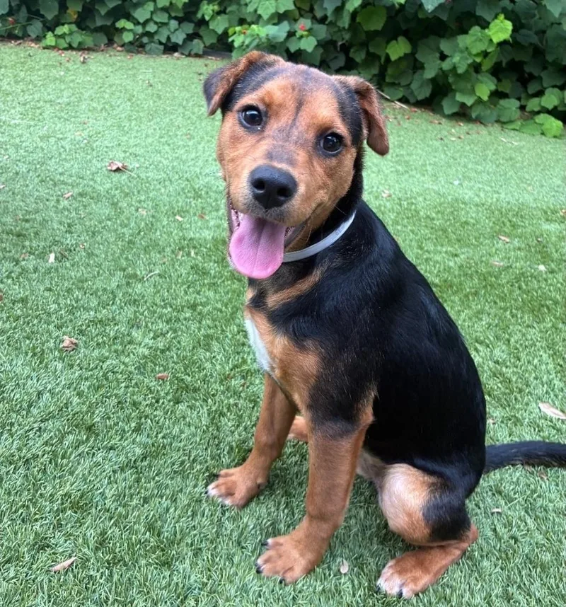A young medium-sized female Tricolor (Brown, Black, & White) Australian Cattle Dog / Blue Heeler dog named Catalina for adoption in Sedalia, CO