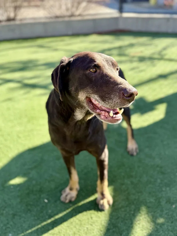 A senior medium-sized male Labrador Retriever dog named Duke for adoption in Topeka, KS
