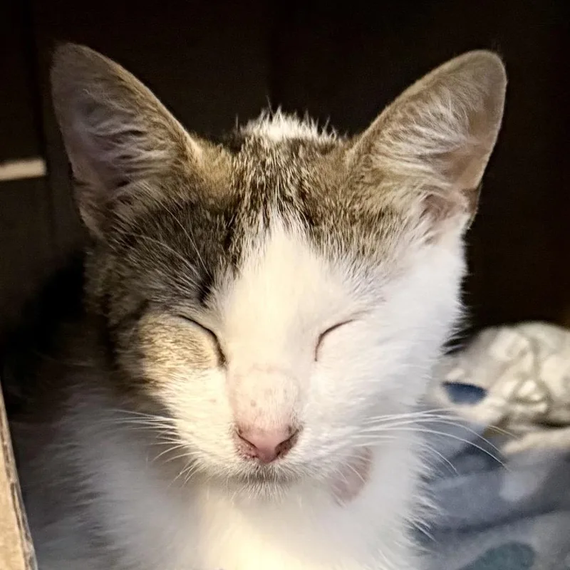 An adult medium-sized female Brown / Chocolate Domestic Short Hair cat named Baby for adoption in Marion, IL