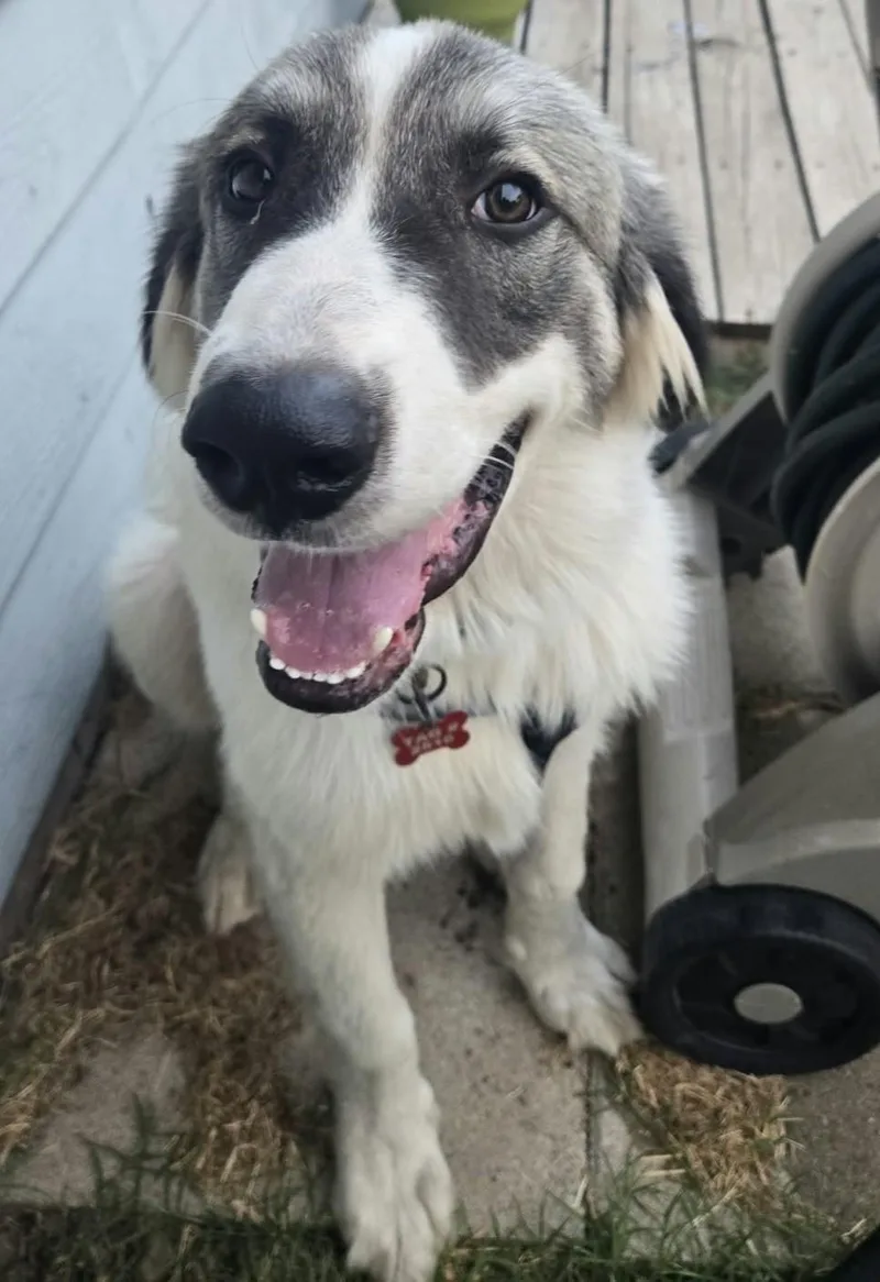 A baby large-sized male Great Pyrenees dog named Fred for adoption in Kiowa, OK
