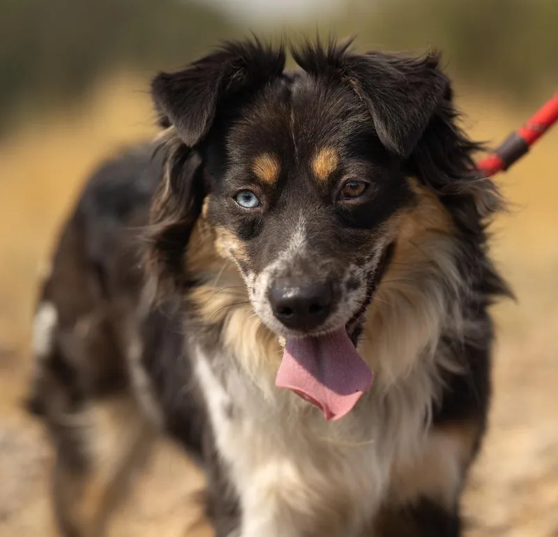 A young medium-sized female Australian Shepherd dog named Pixie for adoption in Thayne, WY
