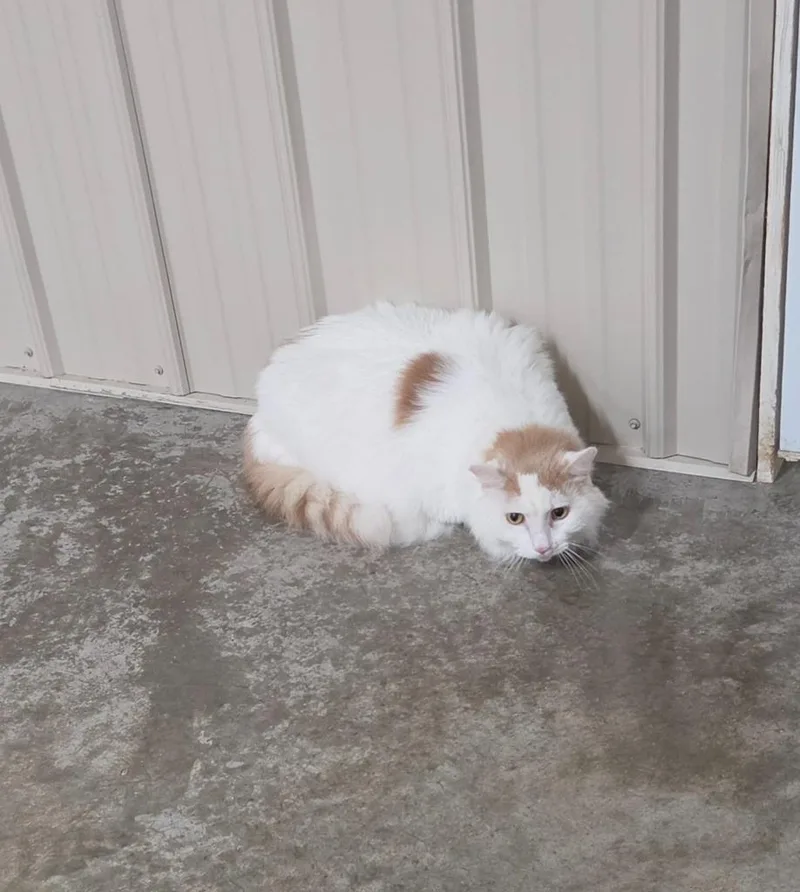 A young medium-sized male Domestic Long Hair cat named Kit for adoption in Medford, WI