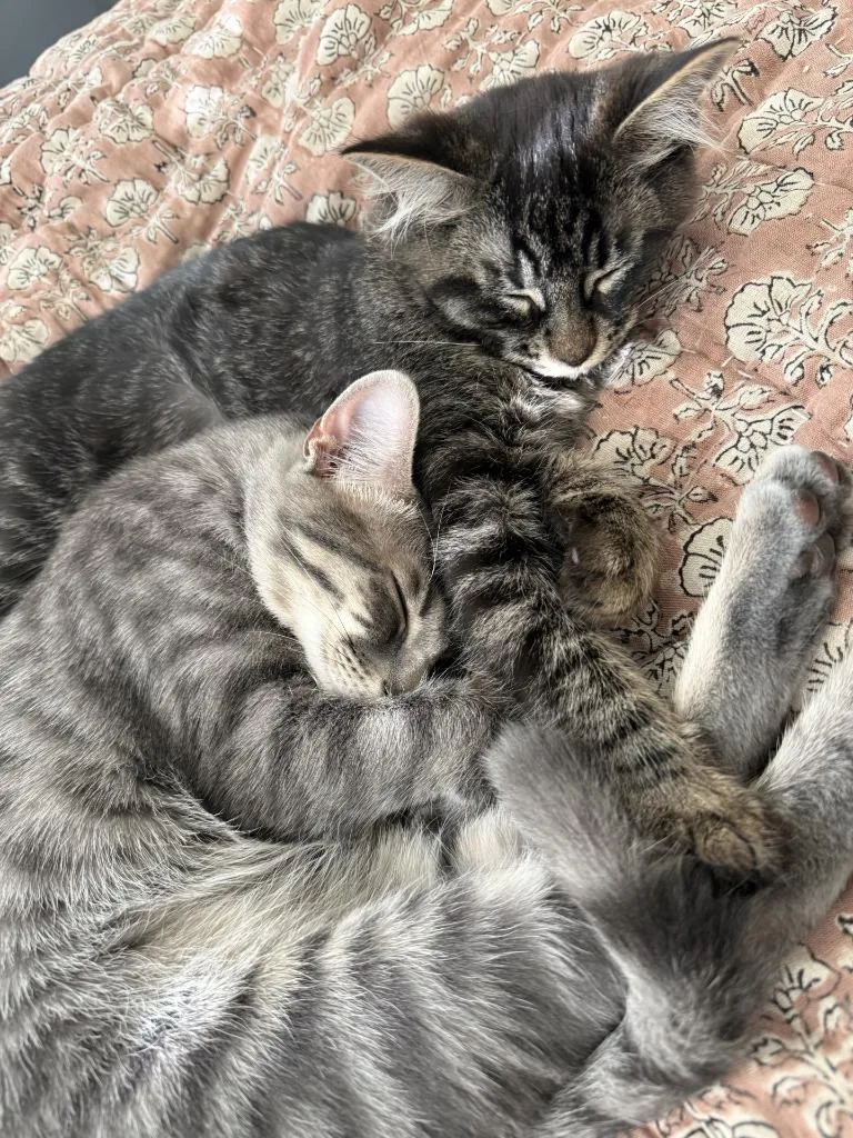 A young medium-sized male Domestic Short Hair cat named Tobias for adoption in Mena, AR