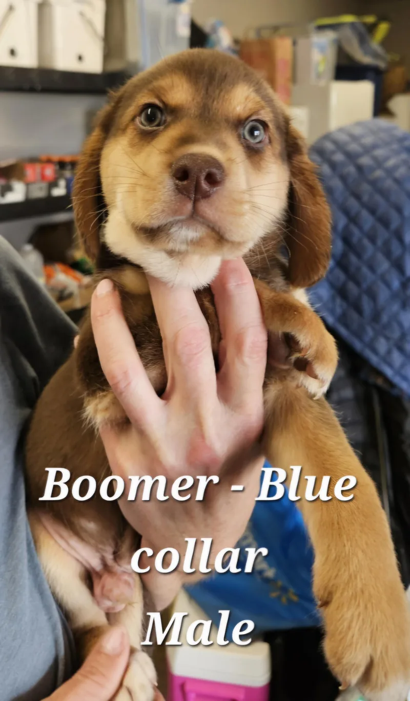 Boomer