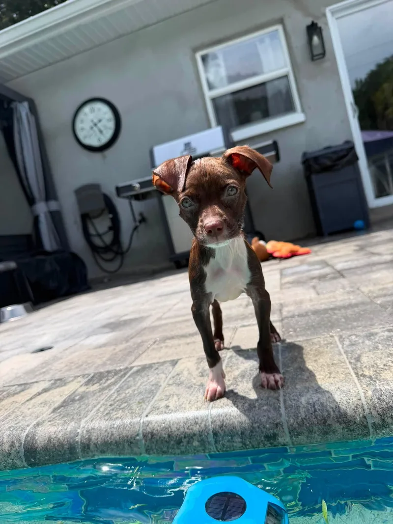 Tia