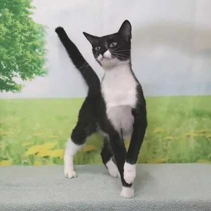 An adult medium-sized female Domestic Short Hair cat named Freeze  C for adoption in West Chester, PA