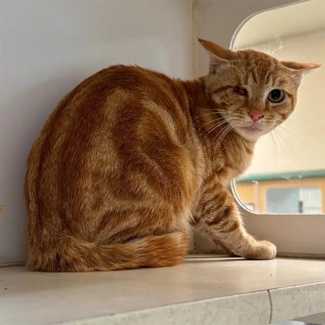 A young small-sized male Domestic Short Hair cat named Sailorman for adoption in Riverside, CA