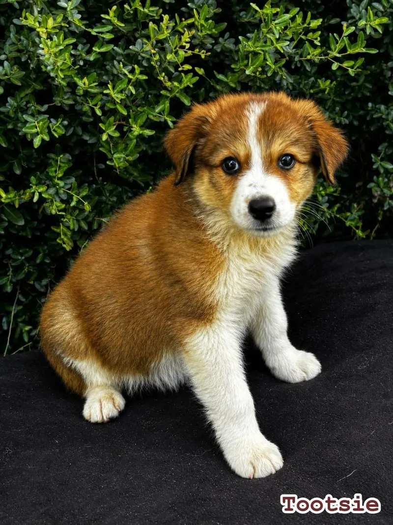 A baby medium-sized male Great Pyrenees dog named Tootsie  Dessert Litter for adoption in University Place, WA