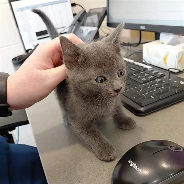 A baby small-sized male Domestic Short Hair cat named Saturn for adoption in Huntsville, AL