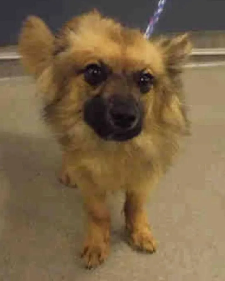 An adult small-sized male Brown / Chocolate Terrier dog named Dexter for adoption in Clinton, ME