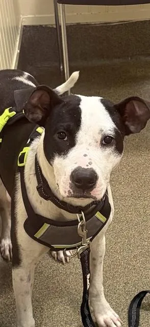 A young medium-sized male Mixed Breed dog named Toby Flenderson for adoption in Jacksonville, FL