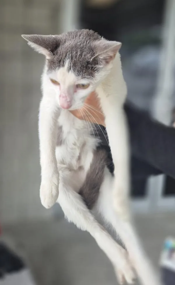 A young medium-sized female Domestic Short Hair cat named If Peaches for adoption in Lawrenceville, GA