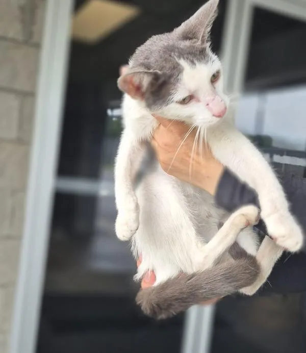 If Peaches thumbnail 3
