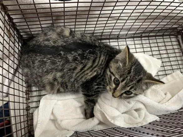 A baby small-sized male Domestic Short Hair cat named Silver for adoption in Loveland, CO