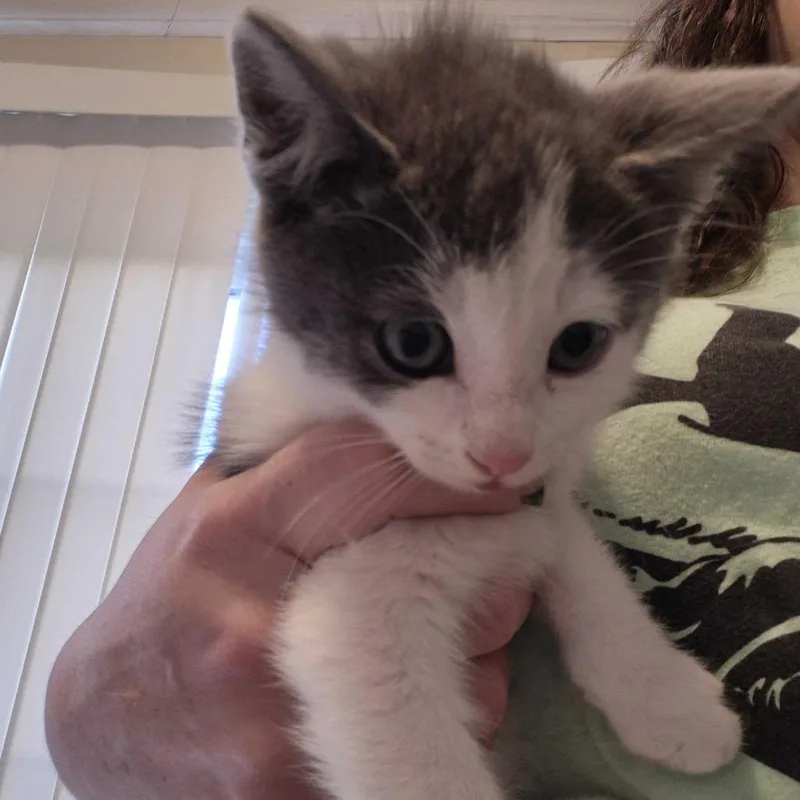 A baby small-sized male White Domestic Short Hair cat named Marco for adoption in Oak Hill, WV