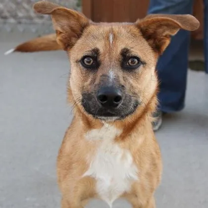 A young small-sized male Brown / Chocolate Mixed Breed dog named Archie for adoption in Rapid City, SD