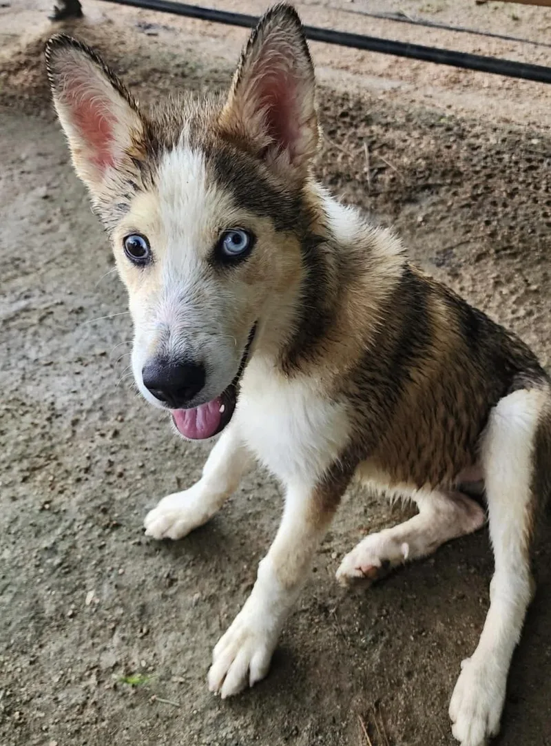 A baby medium-sized female Tricolor (Brown, Black, & White) Siberian Husky dog named Liberty for adoption in York, PA