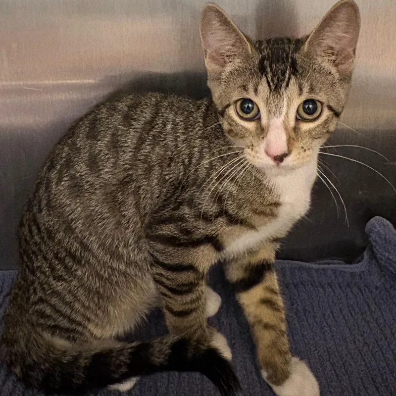 A baby small-sized female Brown / Chocolate Domestic Short Hair cat named Jadyn for adoption in Englewood, FL