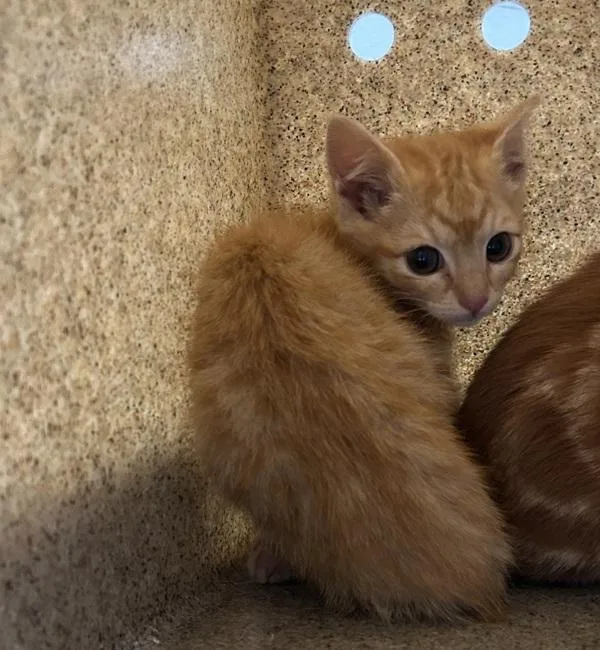 A baby medium-sized female Domestic Short Hair cat named Joy for adoption in Silverdale, WA