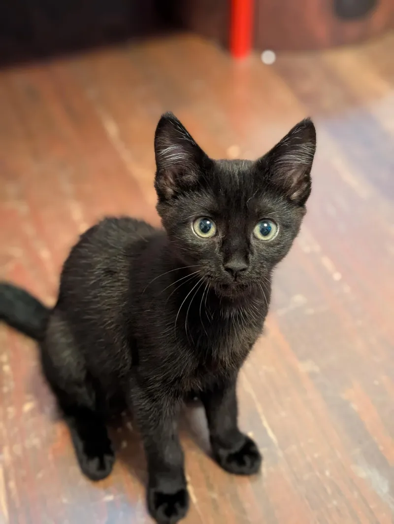 A baby medium-sized female Black Domestic Short Hair cat named Fuji for adoption in Richmond, VA