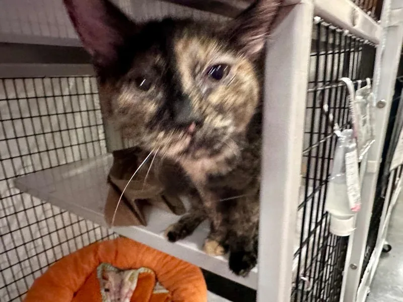A baby medium-sized female Domestic Short Hair cat named Carlee for adoption in Raleigh, NC