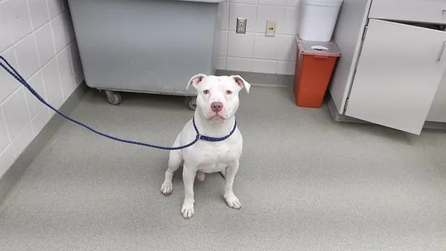 An adult large-sized male American Bulldog dog named Snow for adoption in Omaha, NE