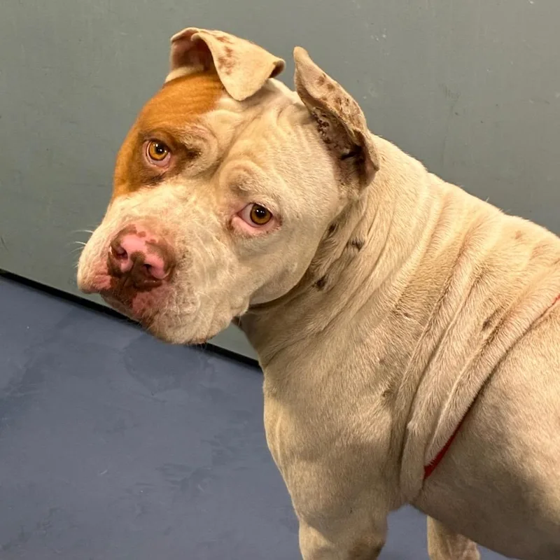 An adult large-sized male American Bulldog dog named Mr. Peanut for adoption in Greensboro, NC