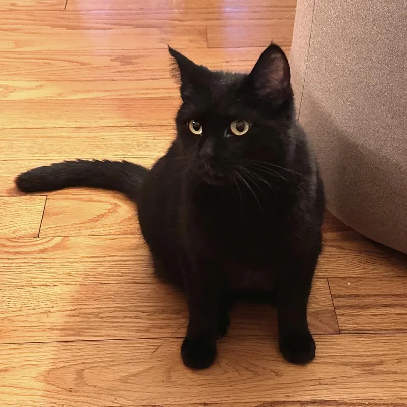 Jojo & Tiramisu  thumbnail 2