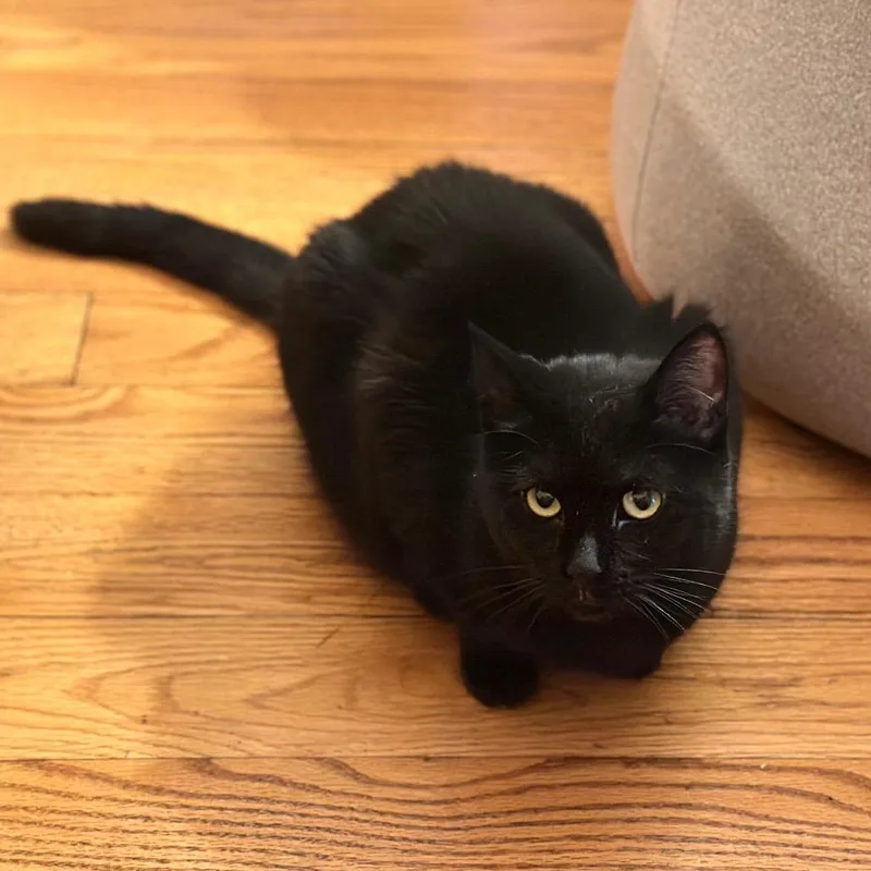 Jojo & Tiramisu  thumbnail 3