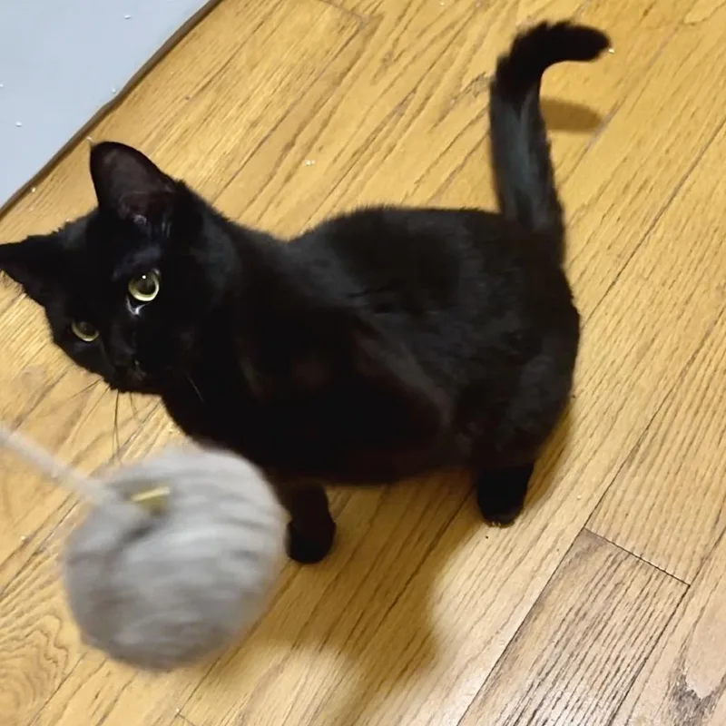 Jojo & Tiramisu  thumbnail 5