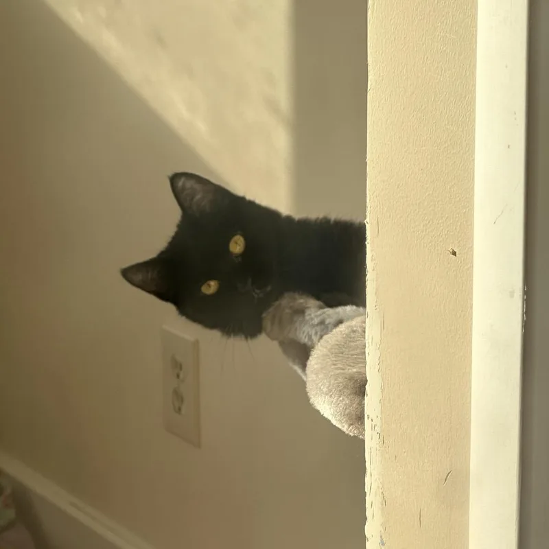 Jojo & Tiramisu  thumbnail 6