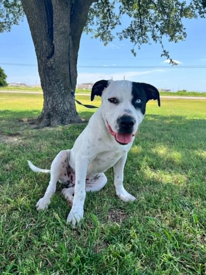 A young medium-sized female White / Cream Labrador Retriever dog named Tubby for adoption in Cleburne, TX