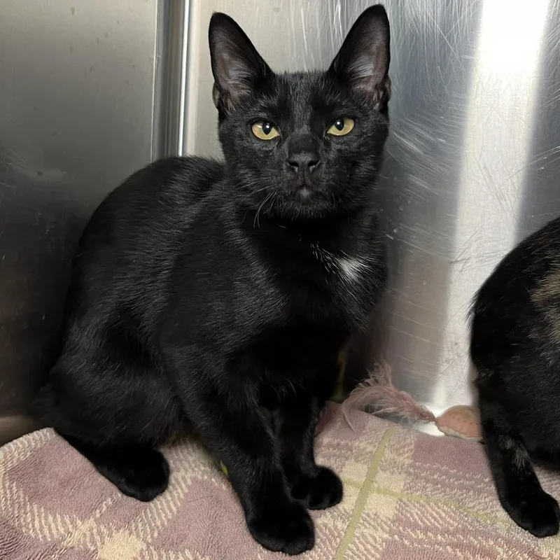 A baby medium-sized male Domestic Short Hair cat named Twister for adoption in Palm Springs, CA